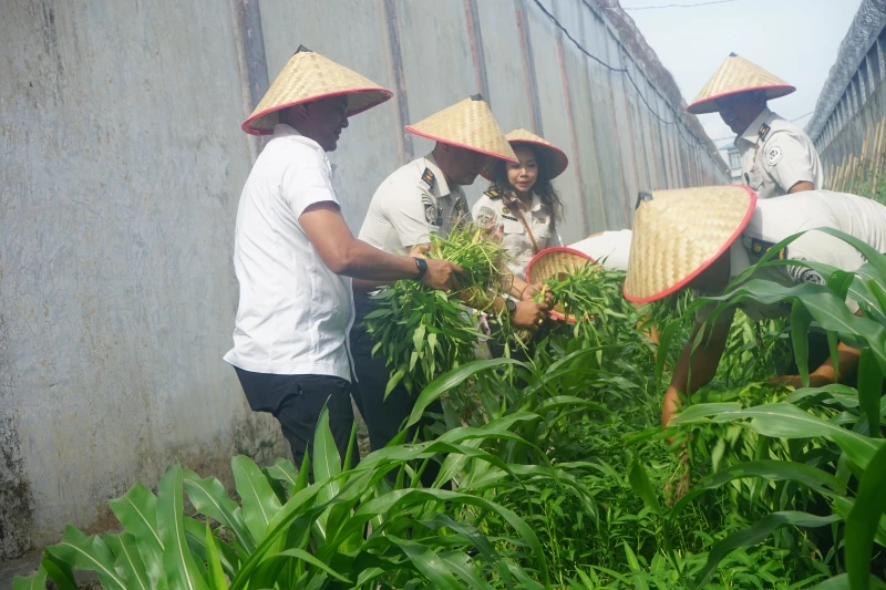 Panen Program Ketahanan Pangan, Bukti Nyata Pembinaan Produktif di Lapas Kelas I Medan dan Membentuk Karakter WBP - NavigasiVisual