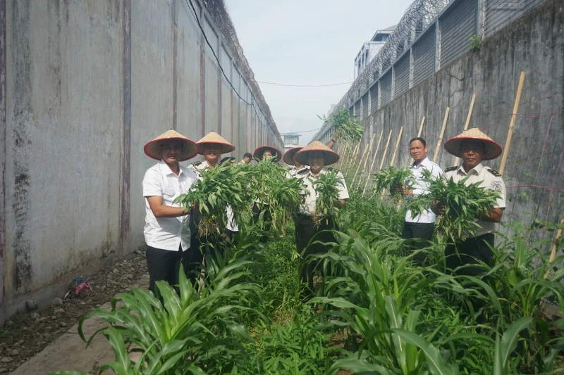 Panen Program Ketahanan Pangan, Bukti Nyata Pembinaan Produktif di Lapas Kelas I Medan dan Membentuk Karakter WBP - NavigasiVisual